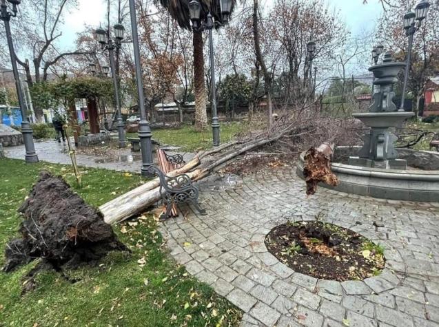 Fuertes vientos provocan caída de árboles y graves daños en plaza de Colina