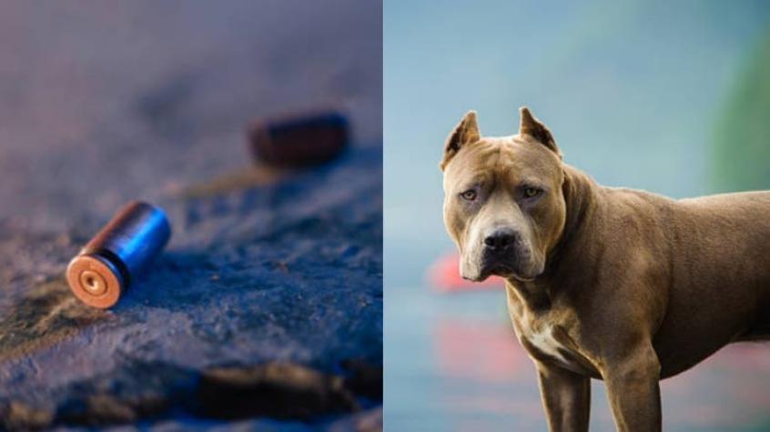 Familia mató a una vecina a balazos en Argentina: Pitbull de la víctima había asesinado a su perro