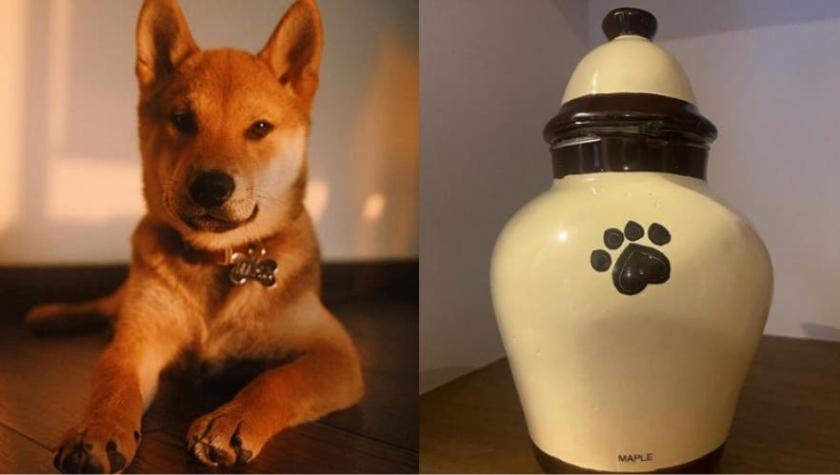 Mexicana envió a su perrito a un campamento de entrenamiento: Se lo devolvieron en una urna