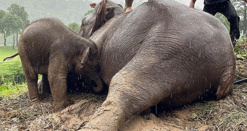 [VIDEO] Dramático rescate a elefante y su cría: cayeron a pozo y madre se desmayó