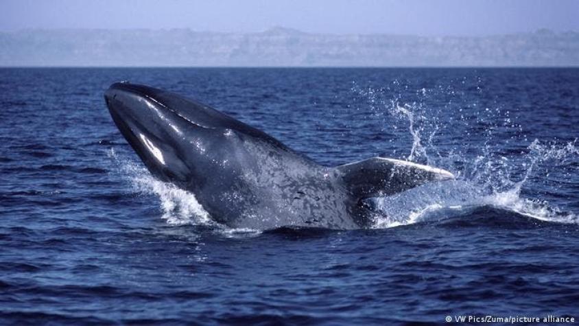 Con el Parque Marino Tic Toc - Golfo Corcovado Chile le asegura refugio a las ballenas azules