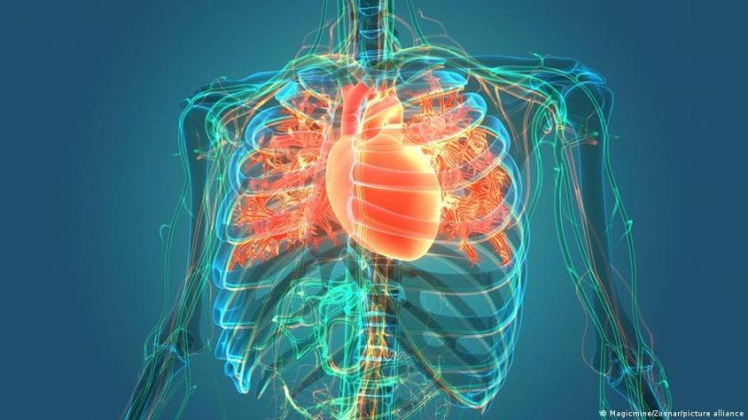Harvard reporta gran avance en la fabricación de un corazón apto para el ser humano