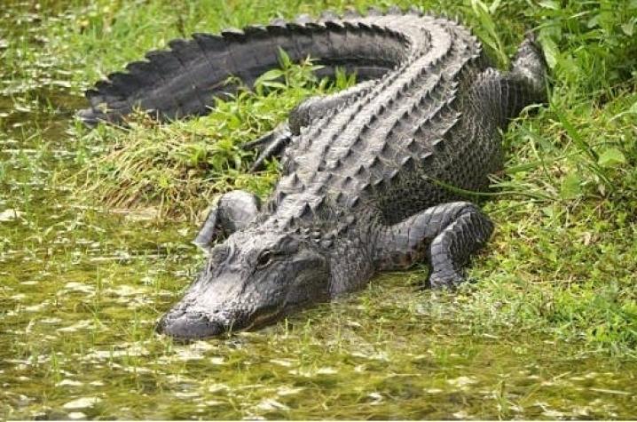 Mujer muere en Florida al caer en un estanque lleno de caimanes