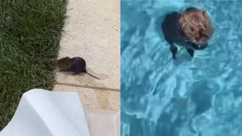 [VIDEO] ¡Pobrecito ser!: Thalía salvó a un ratón de ahogarse en su piscina con ingenioso método