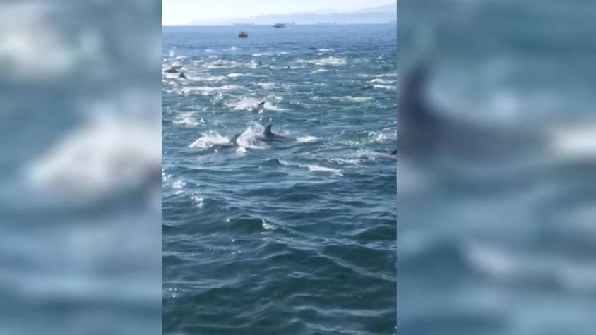 Graban a delfines en Valparaíso: Autoridades llaman a mantener distancia mínima de 50 metros