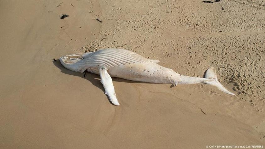 Hallan a rara ballena albina muerta en una playa de Australia