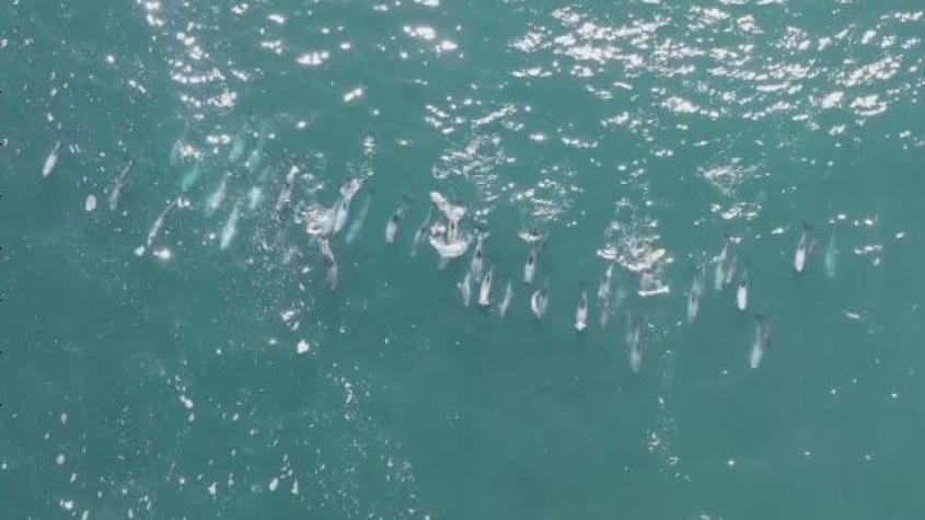 [VIDEO] Asombroso avistamiento de delfines en Valparaíso