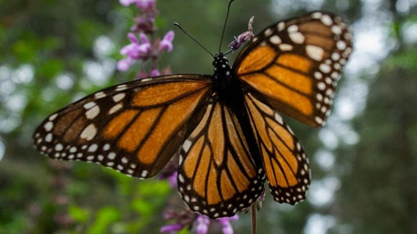 En la lista roja de especies en peligro de extinción: la bella mariposa que podría desaparecer