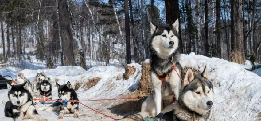Perros siberianos de hace miles de años dependían de los humanos para alimentarse