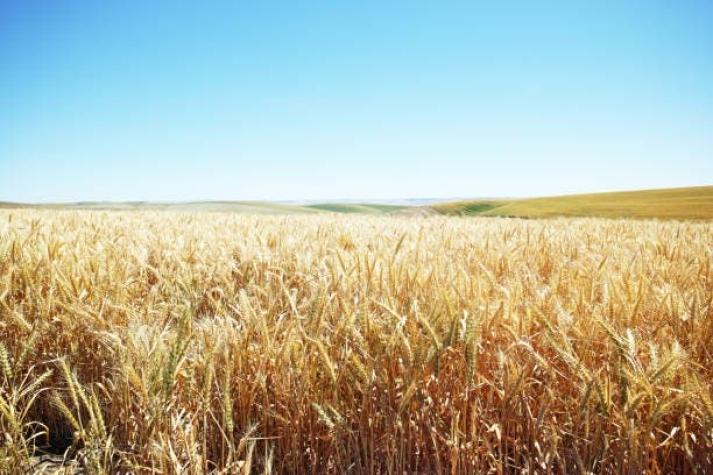 La Unión Africana celebra el acuerdo entre Rusia y Ucrania para exportar cereales
