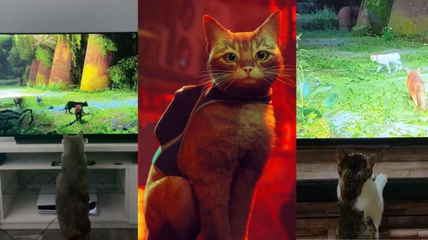 Stray, el nuevo videojuego en que eres un gato y que hace reaccionar a los felinos