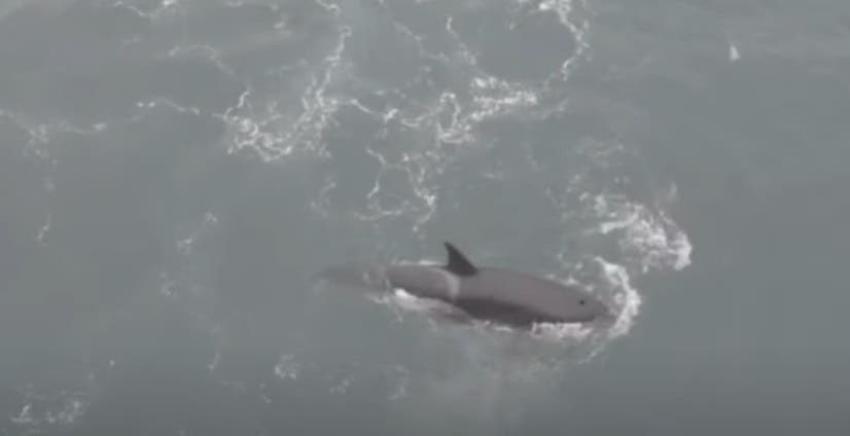 [VIDEO] Familia de orcas en Reñaca concita las miradas de turistas