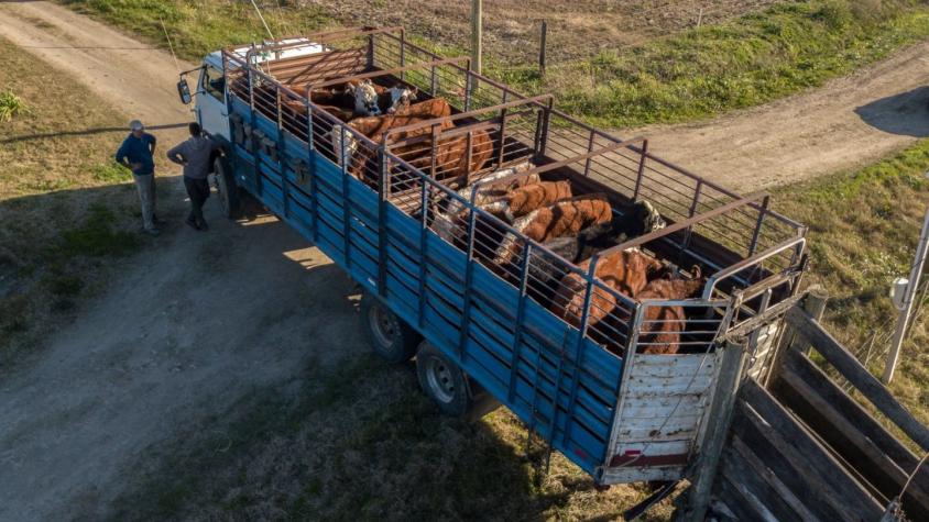 Camión volcó con 50 vacas: vecinos faenaron a los animales en plena ruta