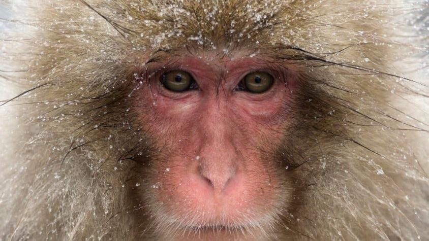 La ola de ataques de macacos que aterroriza a una ciudad japonesa