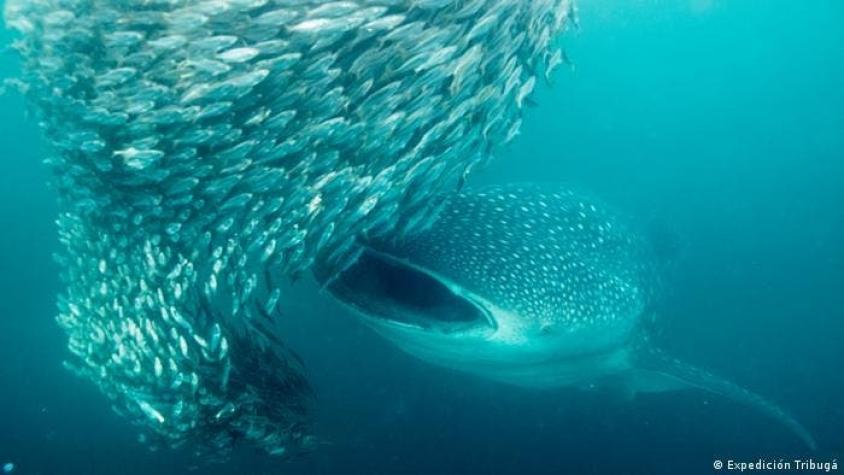 Nuevo estudio encuentra que el tiburón ballena es el mayor omnívoro del mundo