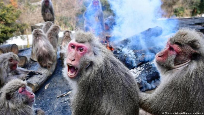 Ciudad japonesa lucha contra misteriosa oleada de ataques de monos