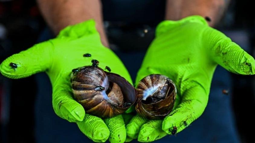 La advertencia de autoridades de Florida por presencia de peligrosos caracoles gigantes africanos