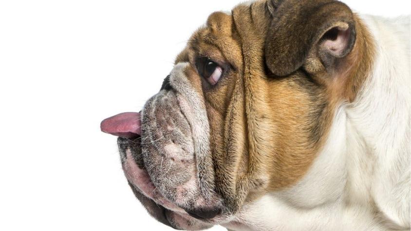 "No compres un bulldog hasta que la raza haya cambiado de forma", suplican los veterinarios