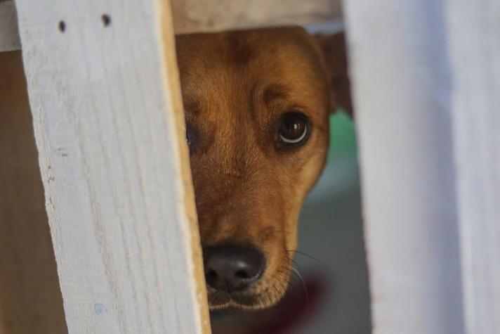 Indignación en Tarapacá: Denuncia que sujeto ahorcó a perrita amarrada a un cartel en Pozo Almonte