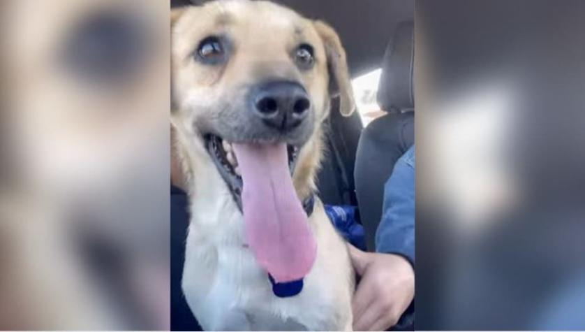 El feliz final que tuvo el cachorro que fue encontrado amarrado dentro de bolsa de basura en Temuco