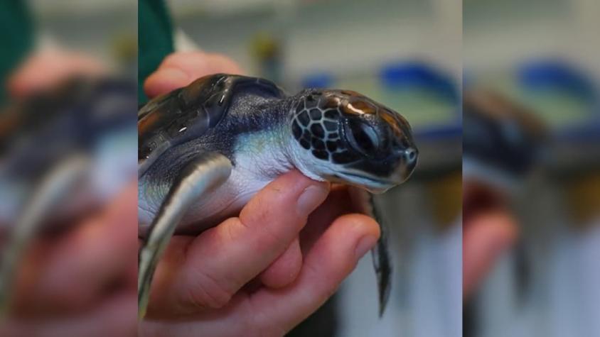 Cría de tortuga marina comió tanto plástico que lo defecó por seis días: estará un año internada