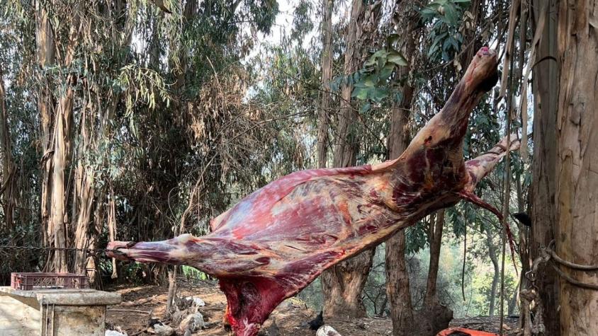 Descubren matadero clandestino en Quilpué: autoridades encuentran cabezas de equinos y bovinos