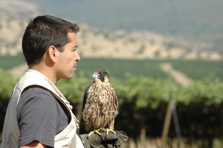 Emprendimiento chileno rehabilita aves rapaces para controlar plagas en el campo y la ciudad