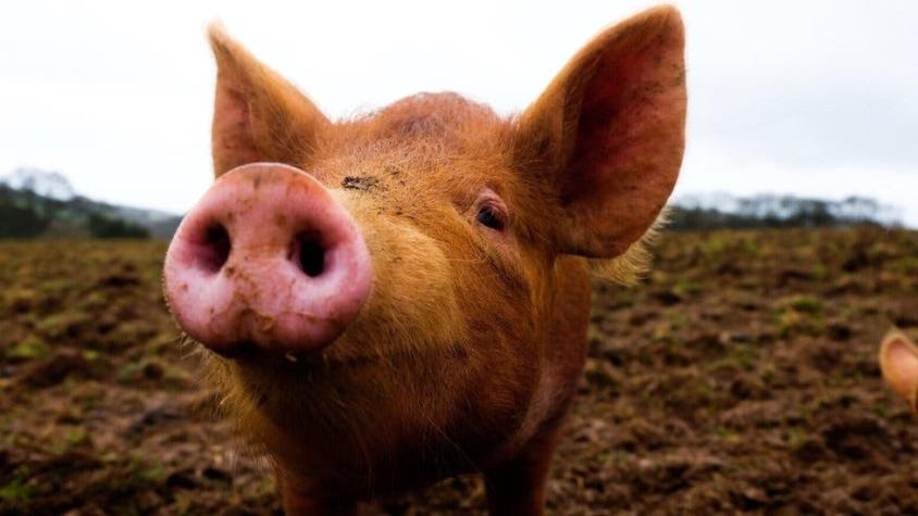 Científicos logran revivir parcialmente órganos de cerdos con sangre sintética después de la muerte