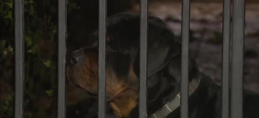 Menor de 5 años se encuentra en estado grave tras ser mordida por dos perros rottweiler