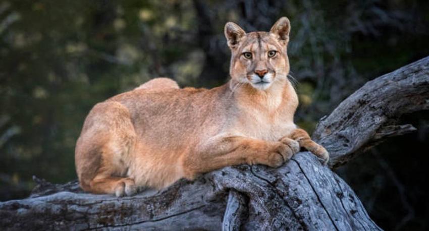 Puma es declarado como sujeto de derechos en Argentina