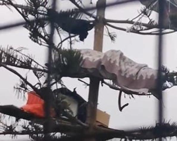 Denuncian que una persona pernocta en rucos arriba de los árboles en Antofagasta