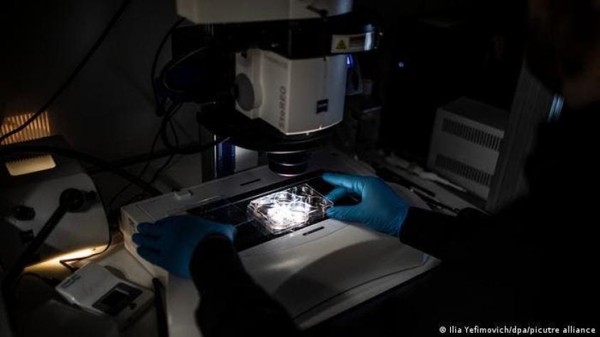 Científicos crean los primeros "embriones sintéticos" del mundo con células madre de ratón