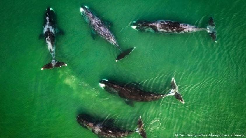 Impresionante video capta el momento en que un tiburón blanco es devorado por un grupo de orcas