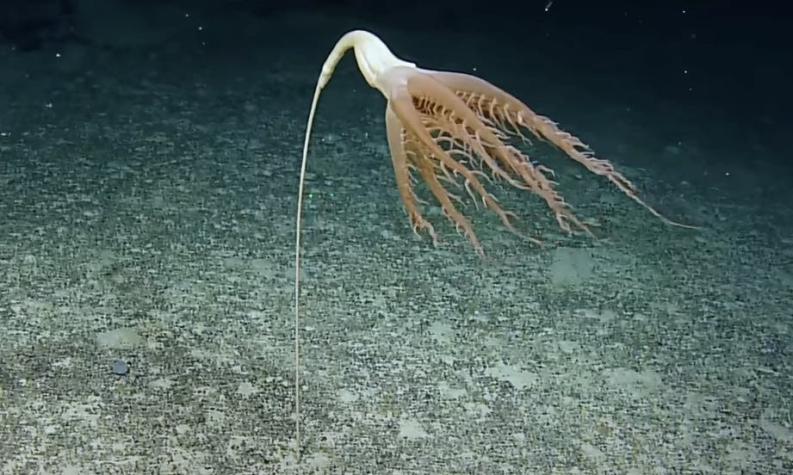 [VIDEO] Encuentran por primera vez a una "pluma de mar" en el Océano Pacífico: Mide más de 2 metros