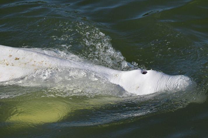 "Pocas esperanzas" de salvar una beluga extraviada en el río Sena