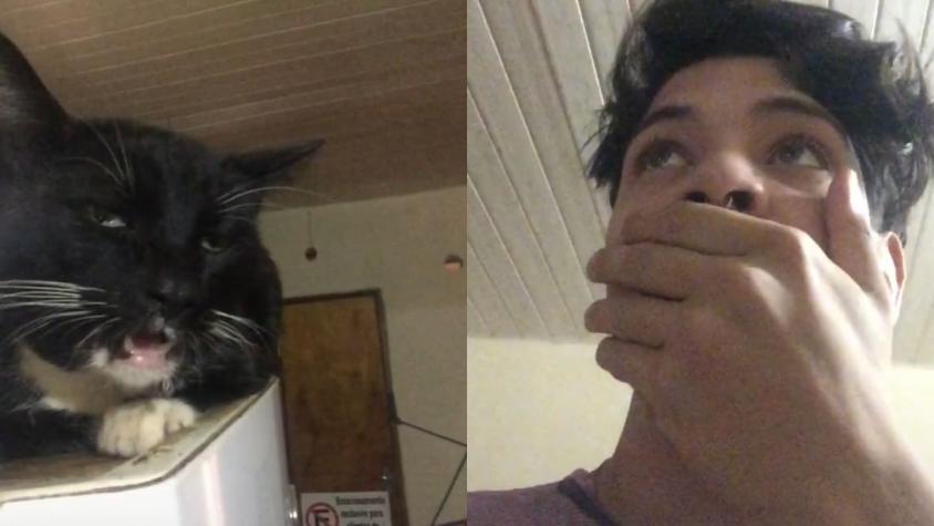 [VIDEO] Gato come brownies de marihuana tras descuido de su dueño