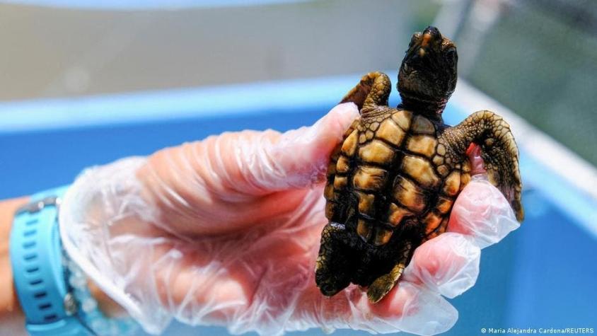 Expertos plantean que el 99 % de las tortugas marinas nacen hembras por culpa del cambio climático