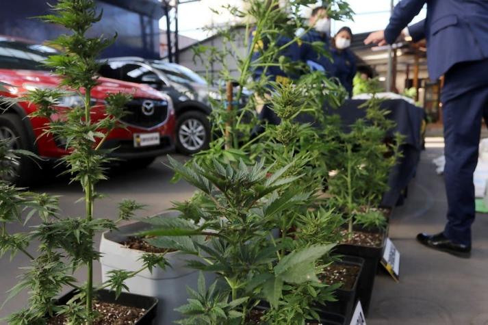 Comisión del Senado aprueba uso de hasta cinco plantas de marihuana para consumo personal