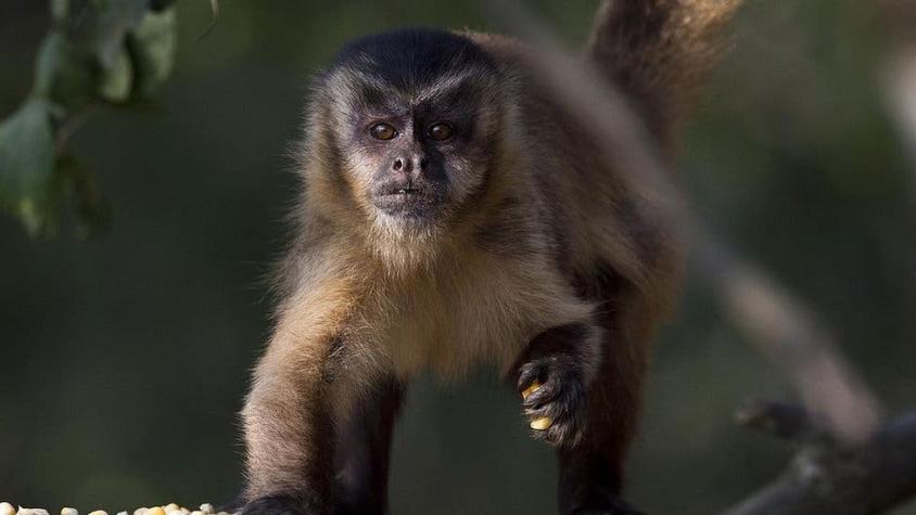 "No debemos matar a los animales por la viruela del mono": el llamado de la OMS para evitar ataques