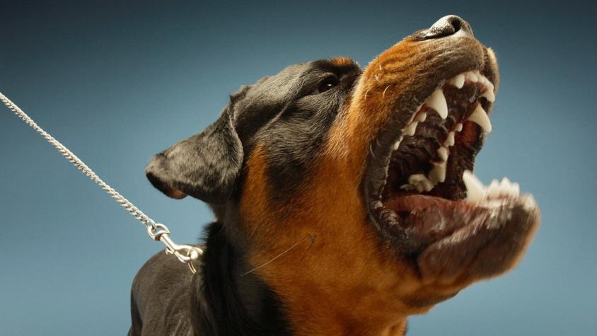 Cuáles son las 9 razas de perro potencialmente peligrosas en Chile