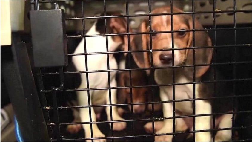 Los 4.000 perros rescatados de los experimentos farmacéuticos en Estados Unidos