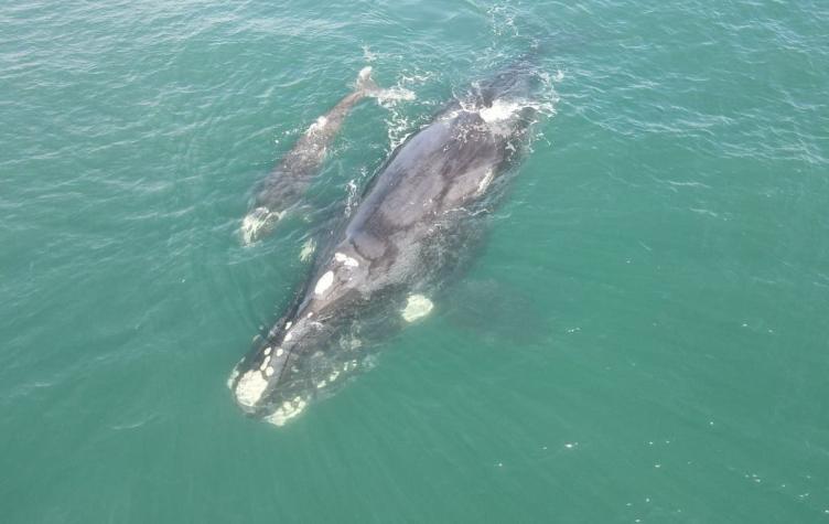 Registran impresionante avistamiento de una ballena y su cría en la localidad de Matanzas