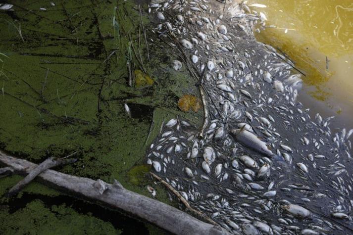 [FOTOS] "Peces muertos por todos lados" en un río entre Alemania y Polonia