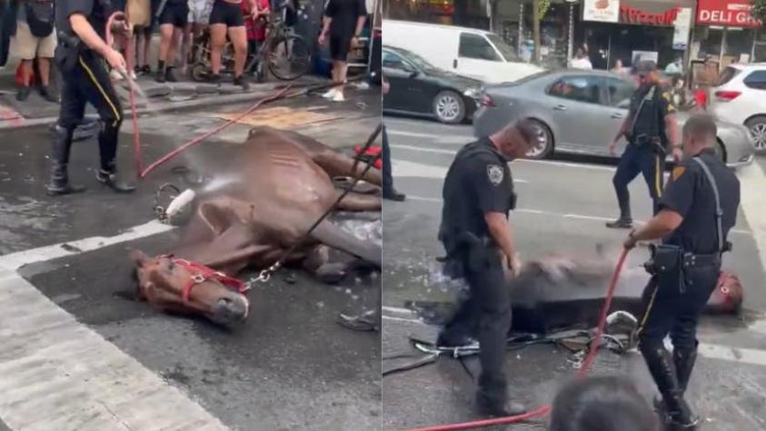 [VIDEO] Caballo se desplomó en calle de Nueva York por el calor: Denuncian posible maltrato animal