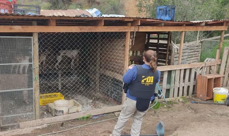 PDI rescata a 14 perros desnutridos y enfermos desde caniles clandestinos en Limache