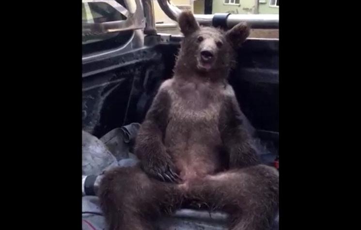 Turquía: Rescatan a un oso drogado después de comer miel alucinógena