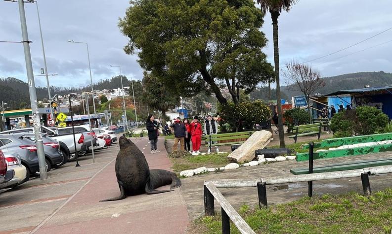 Lobo marino se paseó por calles de Tomé: Locatarios de pescaderías piden ayuda de autoridades