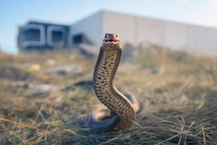 Niña de 2 años mordió a serpiente luego que esta la atacara en Turquía