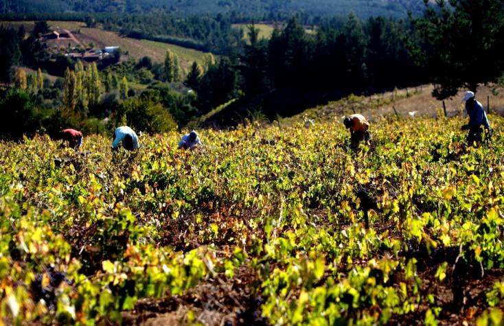 Concha y Toro anuncia "la mayor inversión de su historia" pese a advertir escenario global incierto