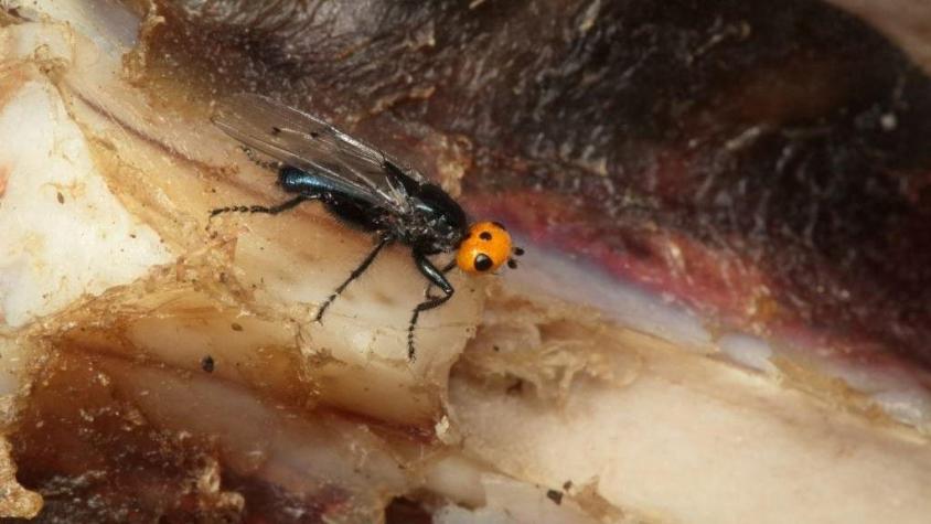Avistan mosca "quebrantahuesos" en Francia: Se creía extinta desde 1836